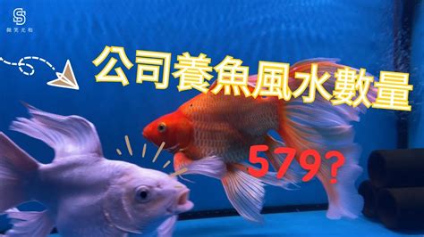 風水養魚數量|【魚要養幾隻比較好】家裡養幾條魚財運好？養單數吉利還是雙。